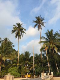 Palm trees against sky