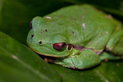 Close-up of frog on leaf