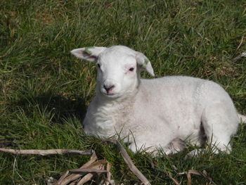 View of a sheep on field