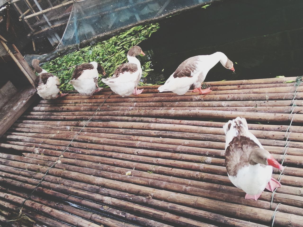 bird, animal themes, animals in the wild, wildlife, pigeon, perching, two animals, seagull, three animals, medium group of animals, outdoors, day, togetherness, white color, full length, nature, no people, zoology, built structure