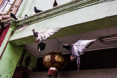 Low angle view of pigeon flying