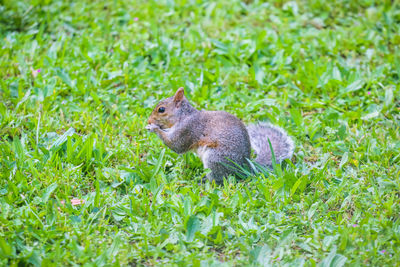 Side view of squirrel on field