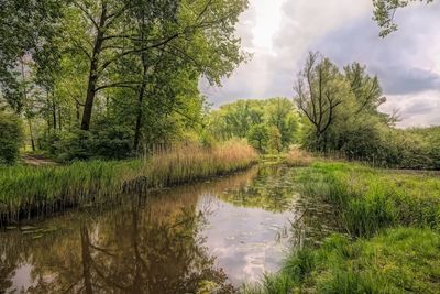Reflection of trees in water