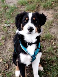 High angle portrait of a dog on field