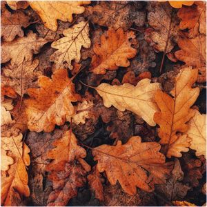 Full frame shot of dry leaves