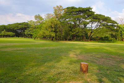 Trees on field against sky