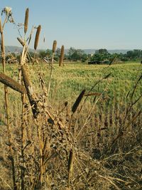 Close-up of agricultural field against clear sky