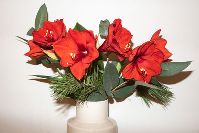 Close-up of red flowering plant in vase