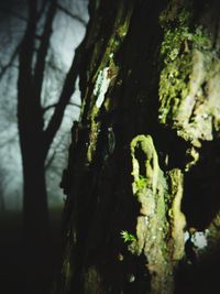 Close-up of tree trunk