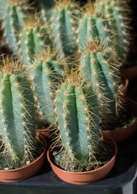 Close-up of cactus growing on potted plant