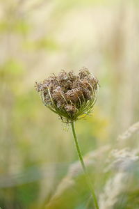 Close-up of plant