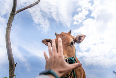 Low angle view of giraffe against sky