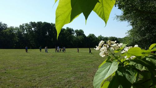 Trees growing in park