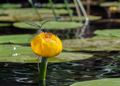 Close-up of yellow floating on water