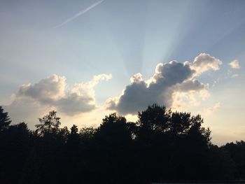 Sun shining through trees