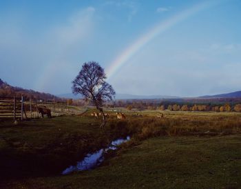 Scenic view of field against sky