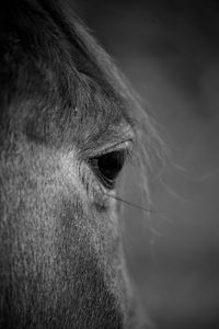 Close-up of horse eye