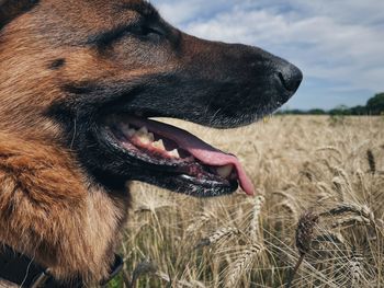 Close-up of dog looking away