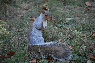 Squirrel sitting on field