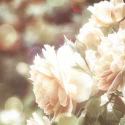 Close-up of flowers blooming outdoors