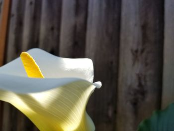 Close-up of white flower against blurred background