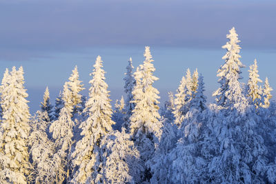 Low angle view of trees against clear sky