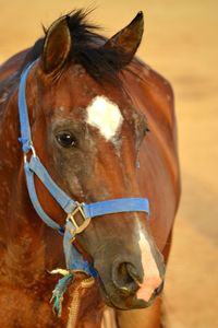 Close-up of horse