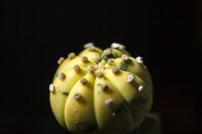 Close-up of fruits against black background