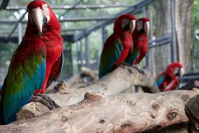 Close-up of macaw perching on tree in cage