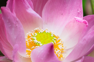 Close-up of pink flower