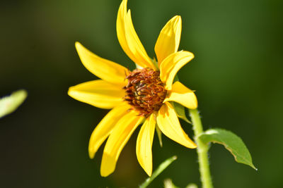 Close-up of yellow flower