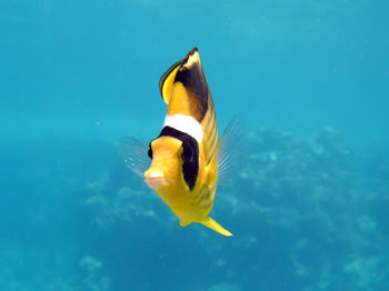 View of fish swimming in sea