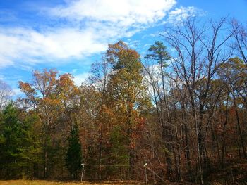 Low angle view of trees against sky