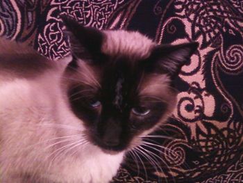 Close-up of cat