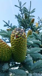 Close-up of pine cone on tree during winter