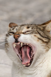 Close-up of cat yawning