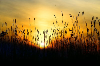 Tranquil scenic view of sunset with plants silhouette in harmonic arrangement and golden colours