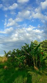 Plants growing on field against sky