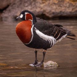 Close-up of red-breasted goose in lake
