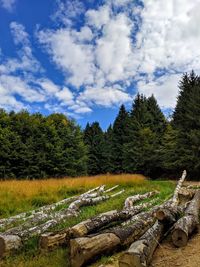 Trees on field against sky