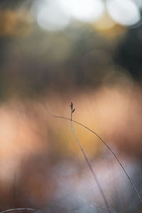 Close-up of a horse