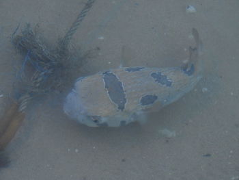 High angle view of jellyfish swimming on beach