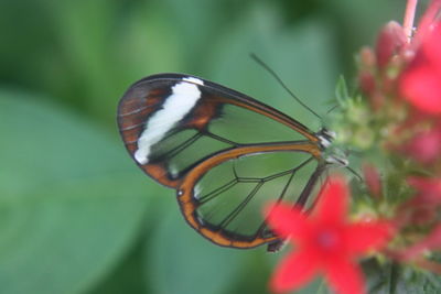 Close-up of butterfly on leaf