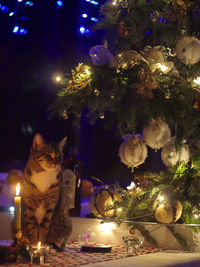 Illuminated christmas tree at night