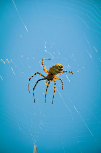 Close-up of spider on web