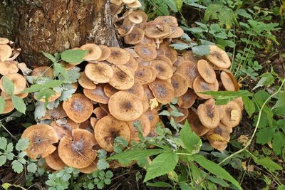 High angle view of mushrooms growing on field