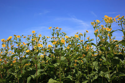 Yellow flowering plants on field against blue sky