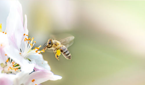 Close-up of bee pollinating on flower