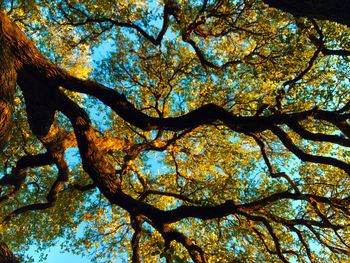 Low angle view of tree