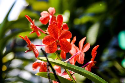 Close-up of red flowers blooming outdoors